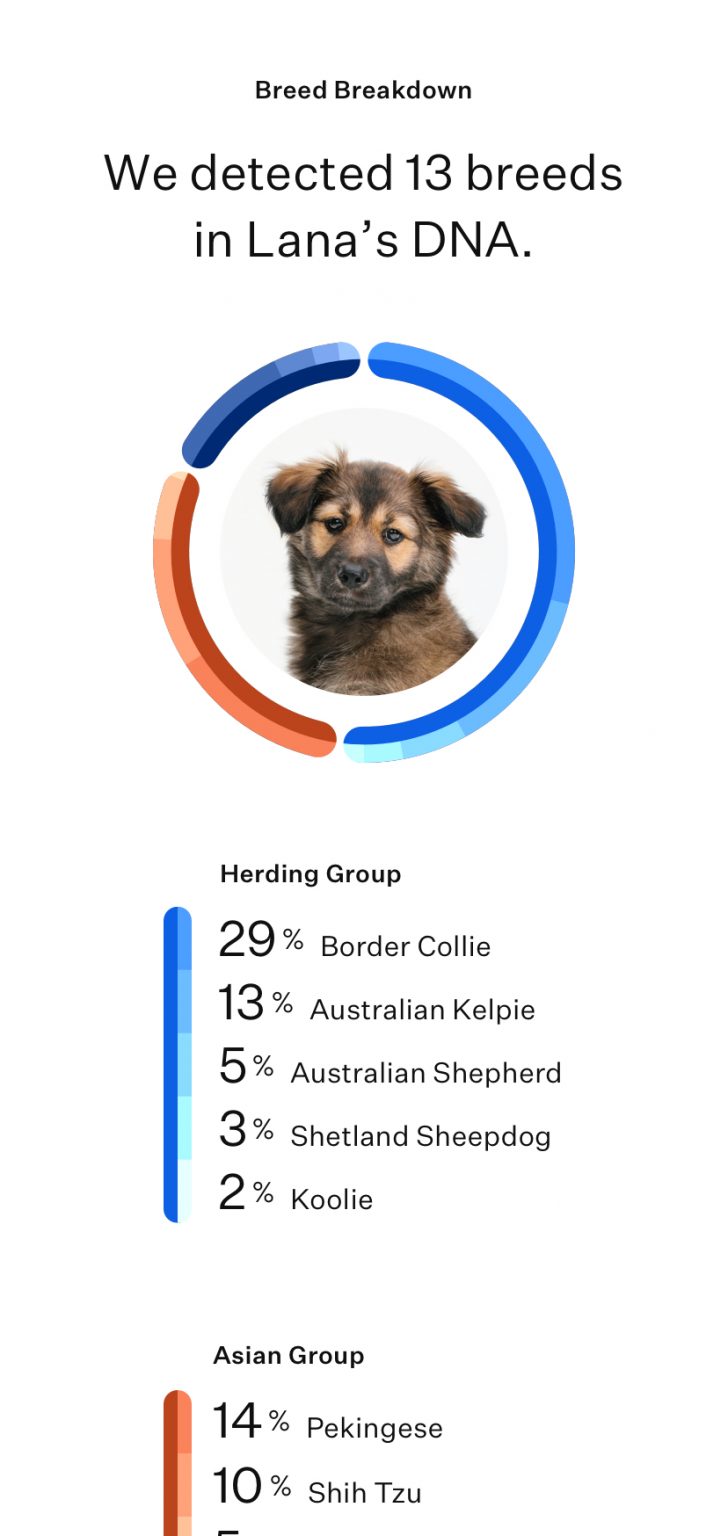 Wisdom Panel Essential Dog Breed DNA Test Canine Tests